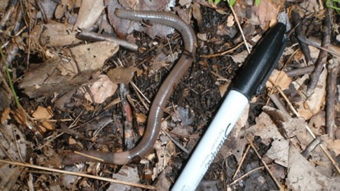 Destructive jumping worms spotted throughout Virginia