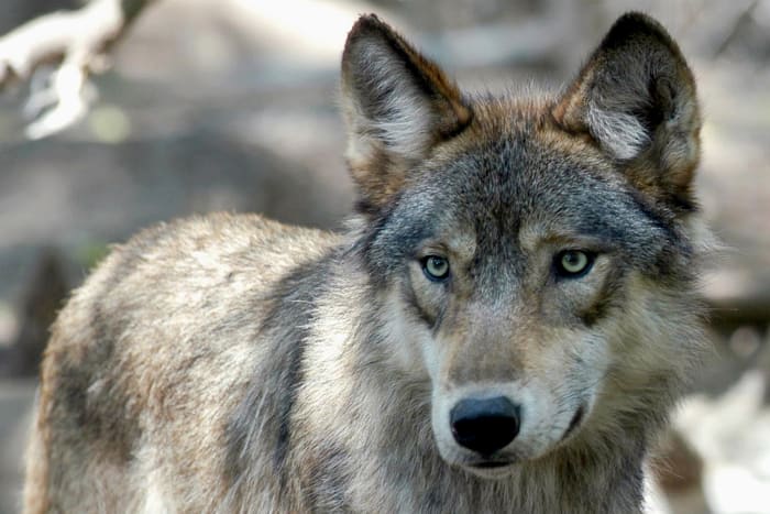 US House votes to remove wolves from endangered list in 48 states - Vimarsana News
