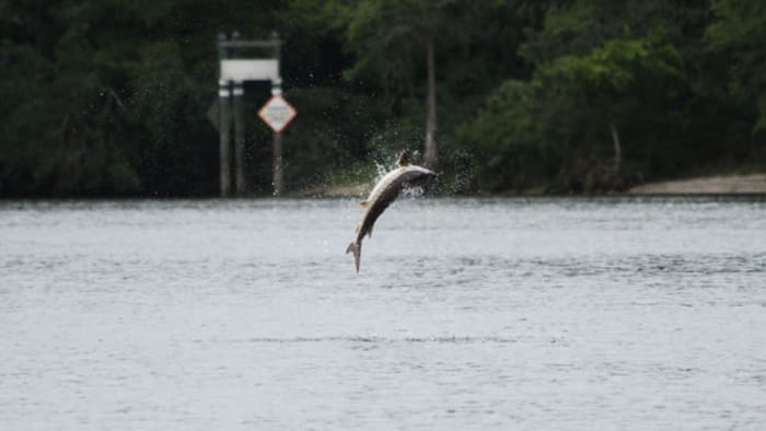 Right to hunt, fish could go on Florida 2024 ballot