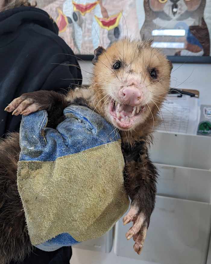 Rescue of stinky, hissing opossum proves even wildlife has bad hair days
