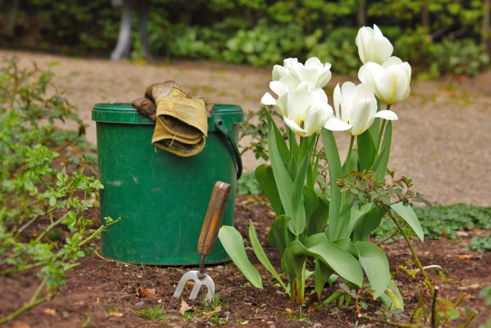Naked gardening is not great in San Antonio report finds Naked gardening is not great in San Antonio report finds