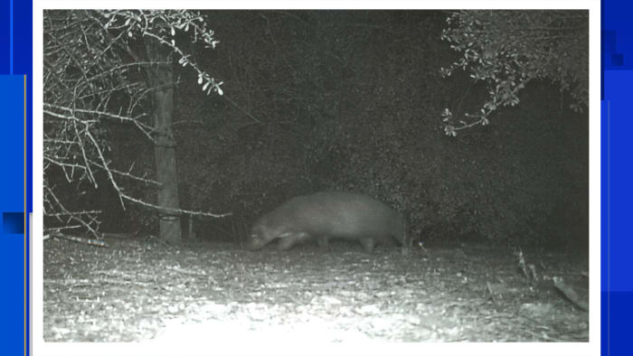 Mystery animal' caught on camera wandering around Rio Grande