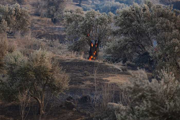 Hope on the Horizon: Rain Predicted to Quench Fire-Ravaged French Landscapes