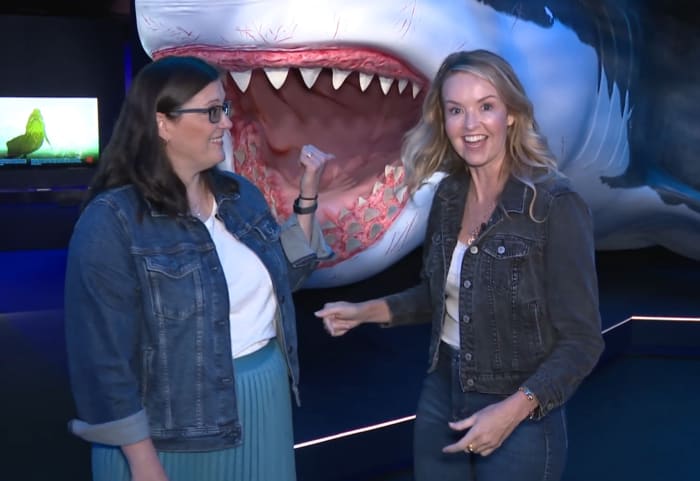 Touch Real Sharks at the Houston Museum of Natural Science