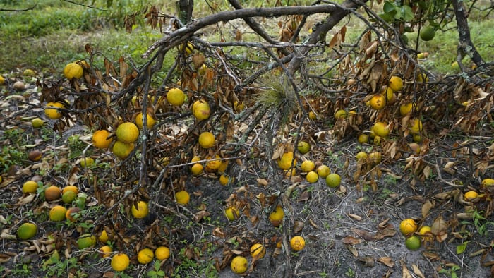 Lower Florida citrus forecast ‘not unexpected’ after Hurricane Ian