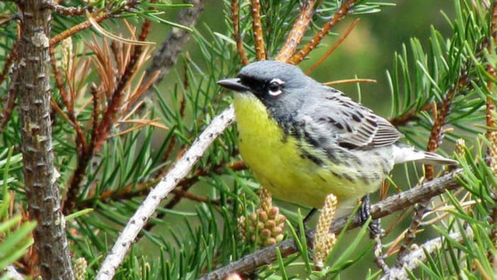 House bill aims to give the ‘bird of fire’ Michigan’s state bird title