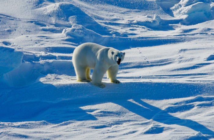For threatened polar bears, the climate change diet is a losing proposition - Vimarsana News