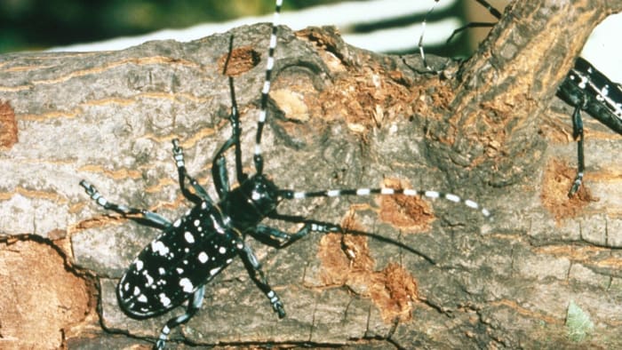 Michigan wants you to check trees for signs of Asian longhorned beetles
