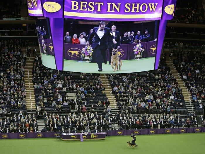 Dog Show 101 Whats what at the Westminster Kennel Club Dog Show 101 Whats what at the Westminster Kennel Club
