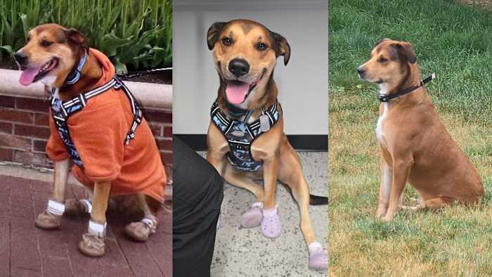 ‘I need her back ASAP': Veteran asks for help to track down lost service dog injured in hit-and-run in East Arlington