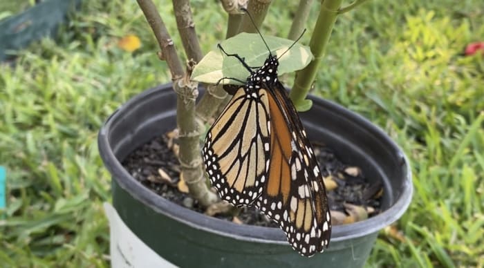 3 monarch butterflies tagged in San Antonio, Central Texas recovered in Mexico