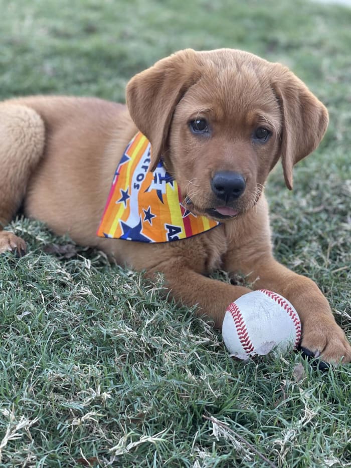 Official Houston Astros Pet Gear, Astros Collars, Leashes, Chew Toys