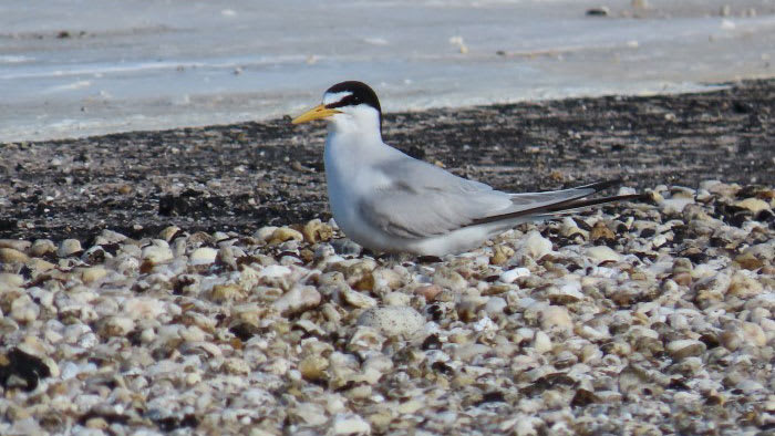 How you can help shorebirds during nesting season in Florida