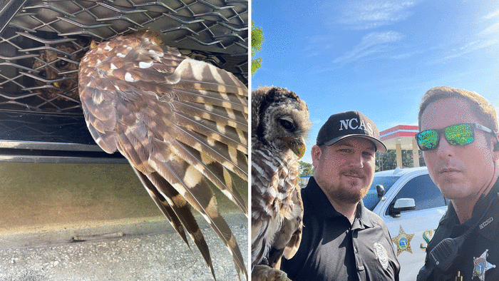 Nassau County deputy, animal control officer remove owl trapped in grille  of car 🦉