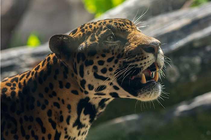 Houston Zoo’s beloved jaguar euthanized due to critical illness