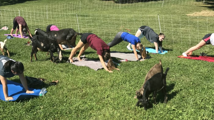 15 Ways to Get Your Animal Yoga Fix in the Philly Area This Summer