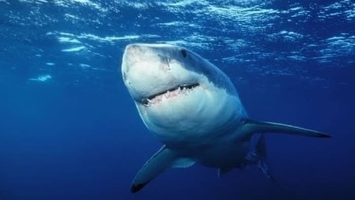 Website shows you locations of sharks along Texas coast