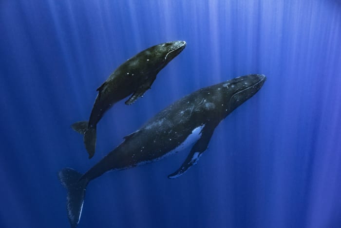 How do whales sing? Scientists point to a specialized voice box that other animals don't have - Vimarsana News