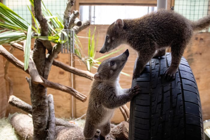 Brevard Zoo launches new Science Sundays series