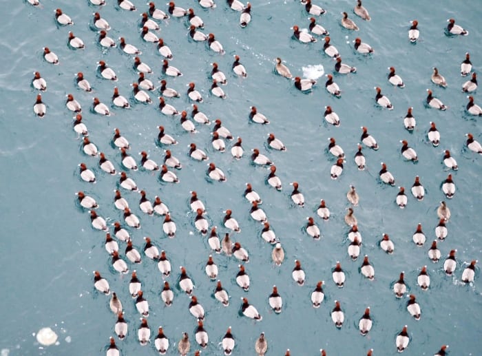 25.000 patos pelirrojos se reúnen en el Estrecho de Mackinac antes de migrar al Golfo de México