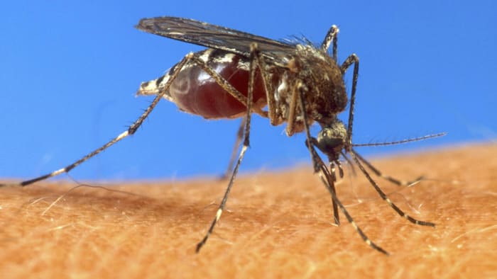 Mosquitoes will stick around longer in Florida this year. Here’s why