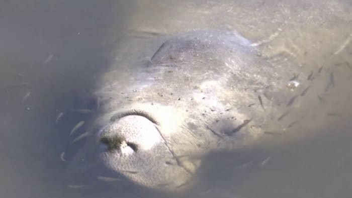 Florida wildlife officials see manatees dying at an alarming rate