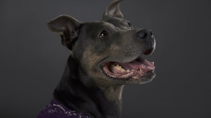 ‘Filled with gratitude:’ 19 dogs find new homes at grand opening of adoption center in Volusia Mall