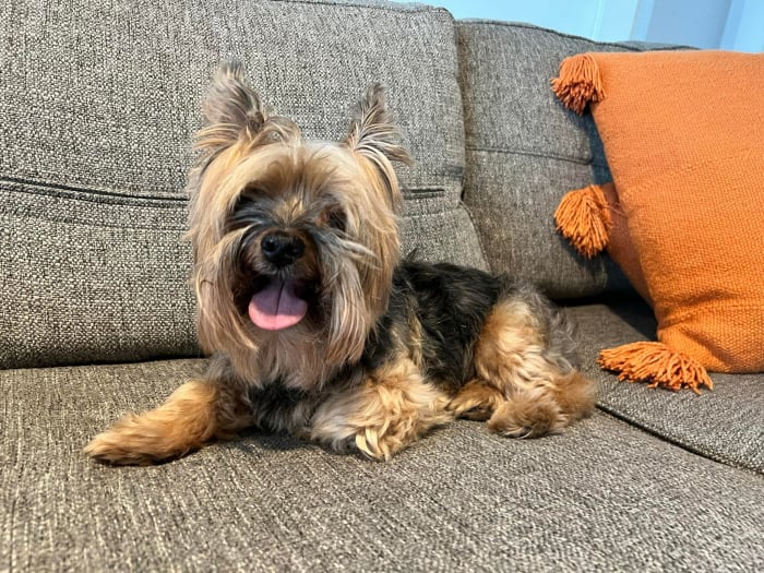 Tiny Yorkie Hank's looking for an owner with a big heart – Orange County  Register