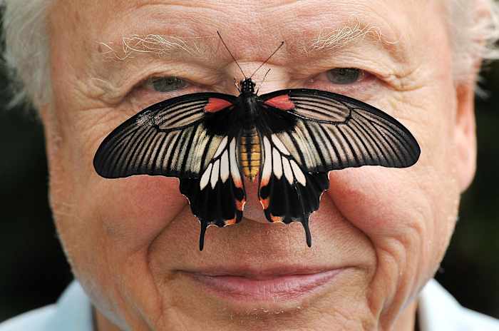 David Attenborough, the excited but hushed voice of nature programs, turns 100