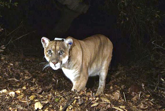 Mountain lion claws man in hot tub