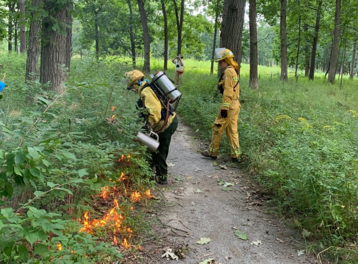 Fall managed burn season to kick off in Ann Arbor on Aug. 1