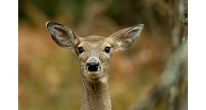 Michigan DNR releases updated guidelines for the 2023-2025 hunting seasons Michigan DNR releases updated guidelines for the 2023-2025 hunting seasons