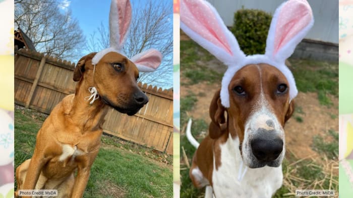 EASTER 🌷: Use Pin It for a chance to see your pics on TV! - Vimarsana News