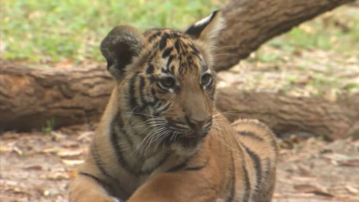 हप्ताको शीर्ष भिडियोहर