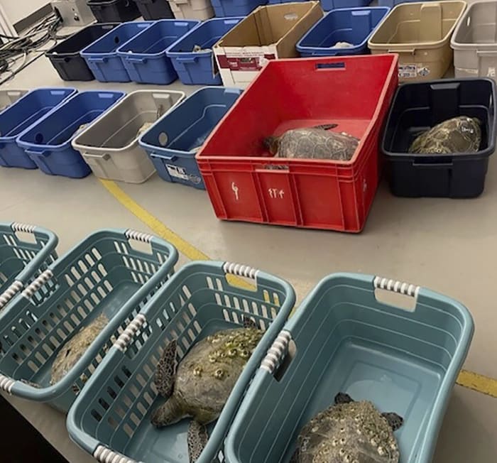 Scores of North Carolina sea turtles have died after being stunned by frigid temperatures