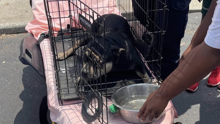 Dog rescued from Ocala apartment fire started by child playing with fireworks officials say Dog rescued from Ocala apartment fire started by child playing with fireworks officials say