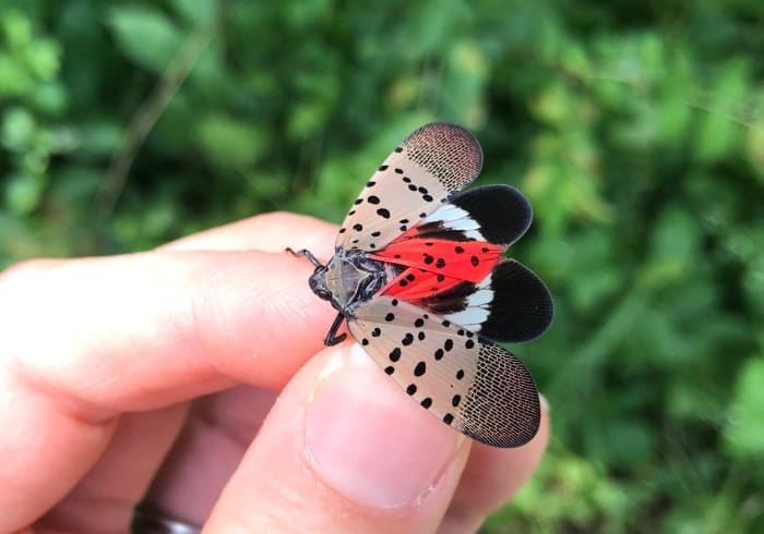 Spotted lanternflies return to Virginia: Here’s what to know