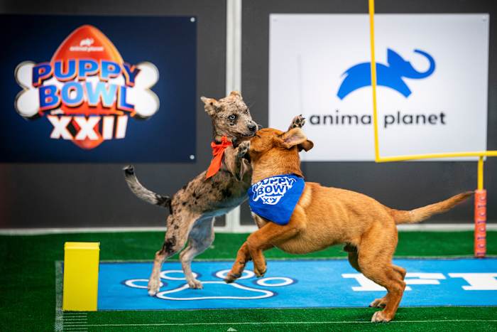 Not just pups this time: 'Puppy Bowl' embraces older dogs