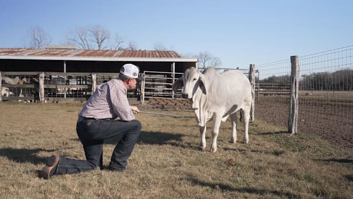From Texas to California: Wife surprises husband with Brahman cow to fulfill childhood dream