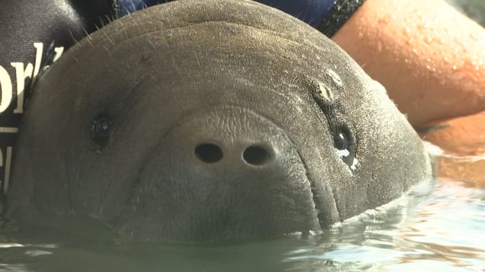 It’s International Manatee Day! Go slow and look below