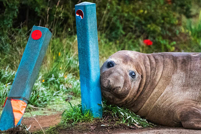 Why We Need To Stop Loving Neil The Seal To Death