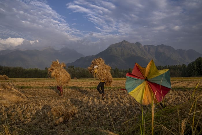 ADB to devote $14B to help ease food crisis in Asia-Pacific - WDIV ClickOnDetroit