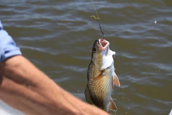 Michigan Smallmouth Bass Fishing at its Finest