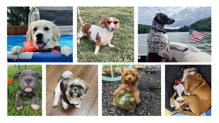 YOUR PHOTOS: See Pin It submissions for National Dog Photography Day📸 - Vimarsana News