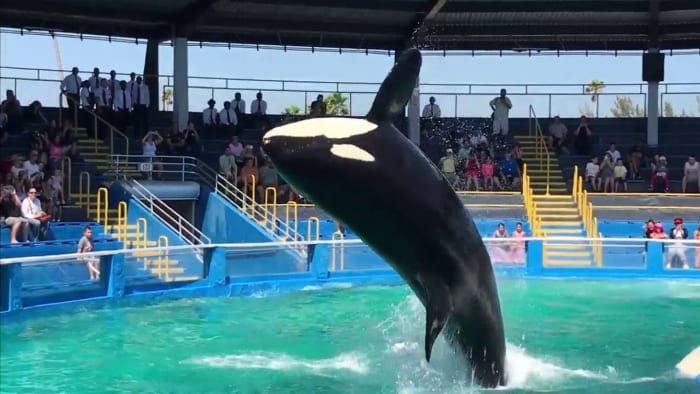 52 years after capture, orca Lolita may return to Pacific