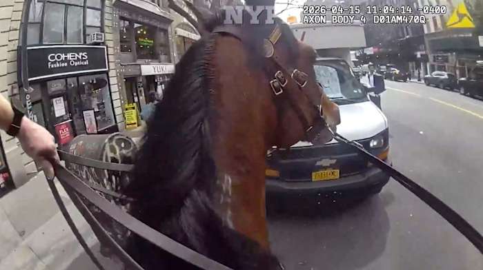 Mounted New York police officer and his horse corner suspected purse snatcher in Manhattan