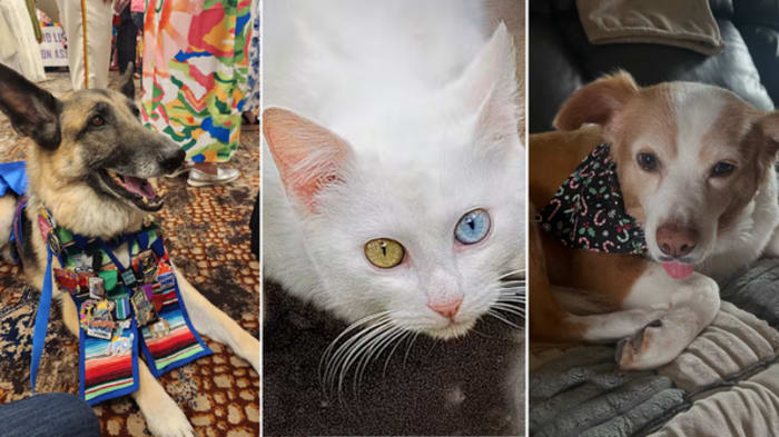 Pet Lovers Showcase Their Adorable Pets in Celebration of National Pet Day