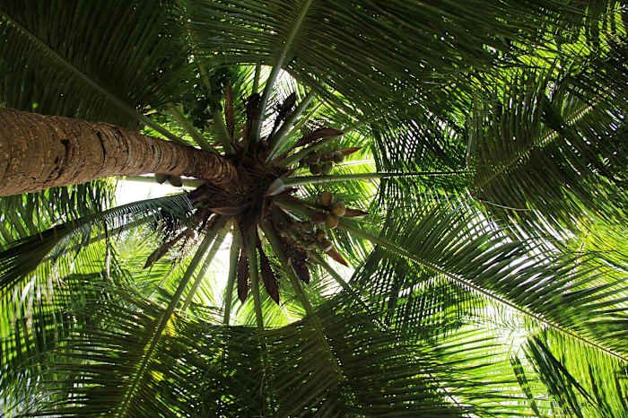 Something is wiping out Florida’s palm trees. Here’s what to watch for