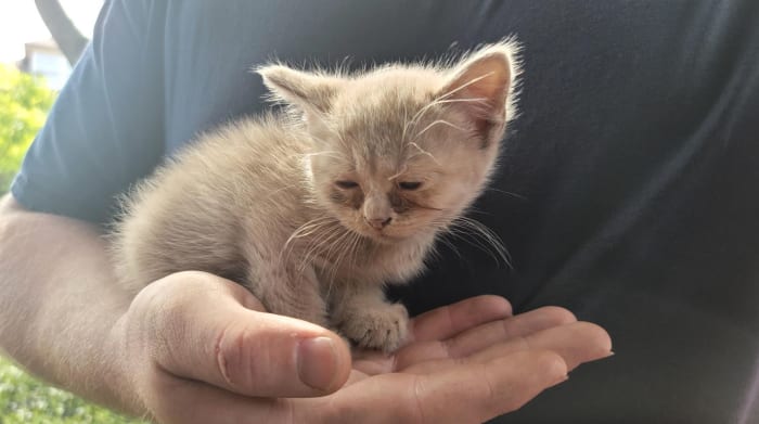 Kittens rescued by JFRD