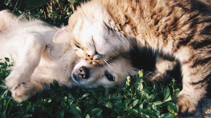 Two San Antonio pet rescue organizations will have adoption events this weekend Two San Antonio pet rescue organizations will have adoption events this weekend